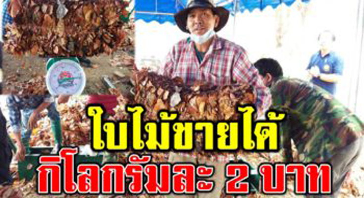 โครงการเปลี่ยนใบไม้ให้เป็นเงิน รับซื้อกิโลกรัมละ 2 บาท
