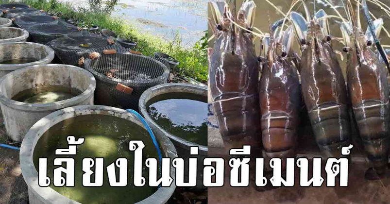 หนุ่มใจดีชี้ช่องรวย ไม่ต้องรอวาสนา บอกขั้นตอนการเลี้ยงกุ้งขาย