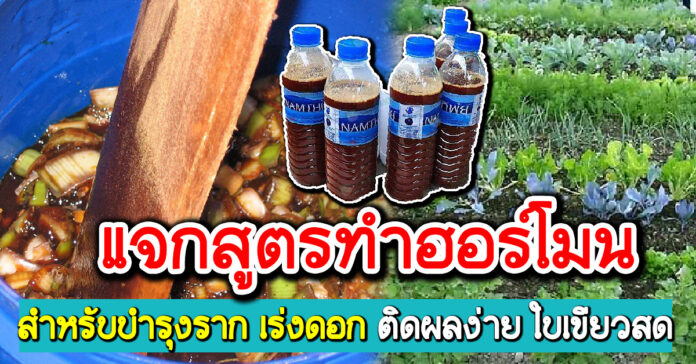 สูตรการทำฮอร์โมน สำหรับบำรุงราก เร่งดอก ติดผลง่าย ใบเขียวสด