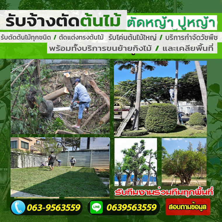 ข้อควรระวังในการใช้ บันได เมื่อทำงานตัดกิ่งต้นไม้ใหญ่