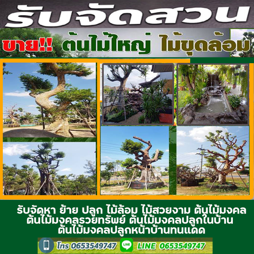 10 ต้นไม้ทนแดด เหมาะสำหรับปลูกไว้หน้าบ้าน ปี 2023