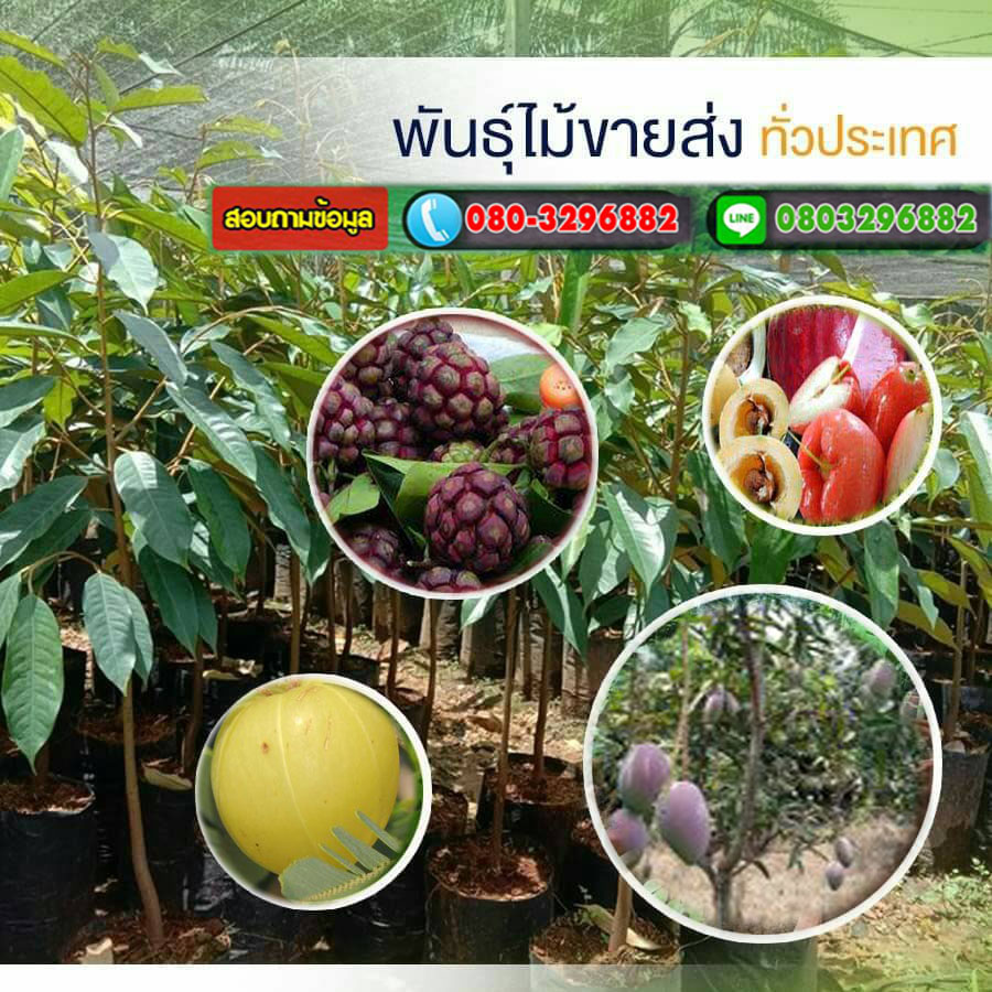 ผลิตกิ่งพันธุ์ ผลไม้ไทย…เริ่มมีอนาคต มุมมองจากผู้ผลิตกิ่งพันธุ์จำหน่าย