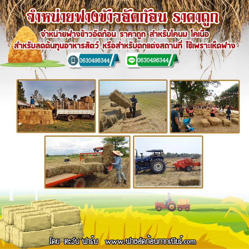 พลิกวิธีปลูกข้าวลดโลกร้อน เพิ่มรายได้เกษตรกร ด้วยการจัดการฟาง