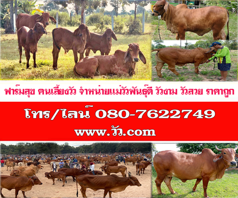 การเลี้ยงวัวควาย