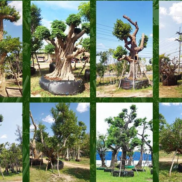 ไม้ล้อมจัดสวนอำเภอเมือง สมุทรสงคราม