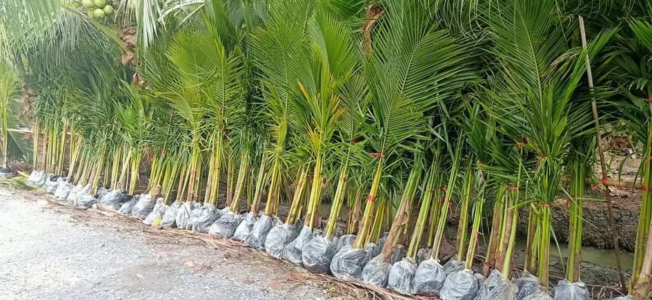 ต้นพันธุ์มะพร้าวอำเภอเมืองราชบุรี 